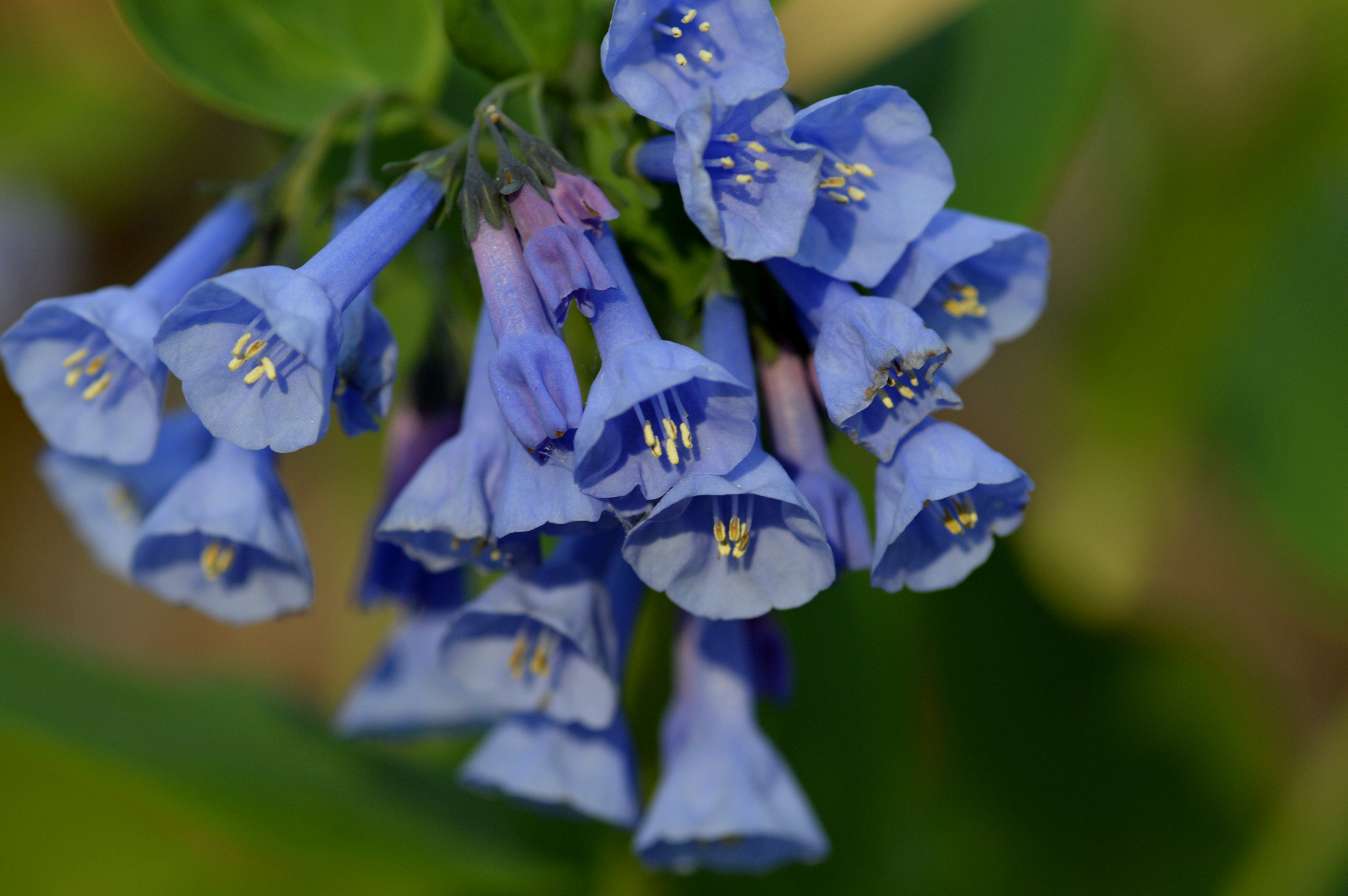 Native sustainable landscaping
