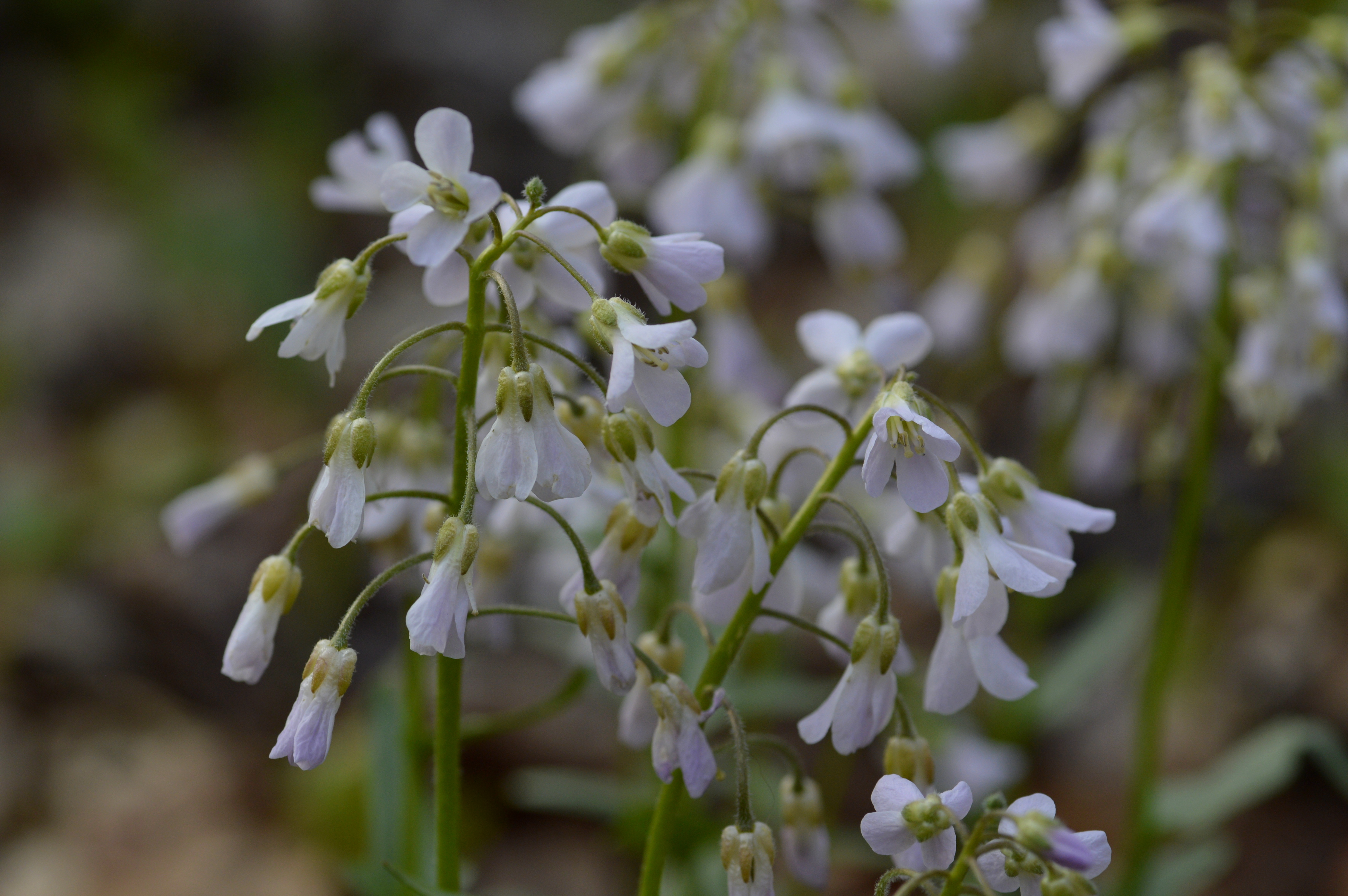 Ecological landscaping with native plants