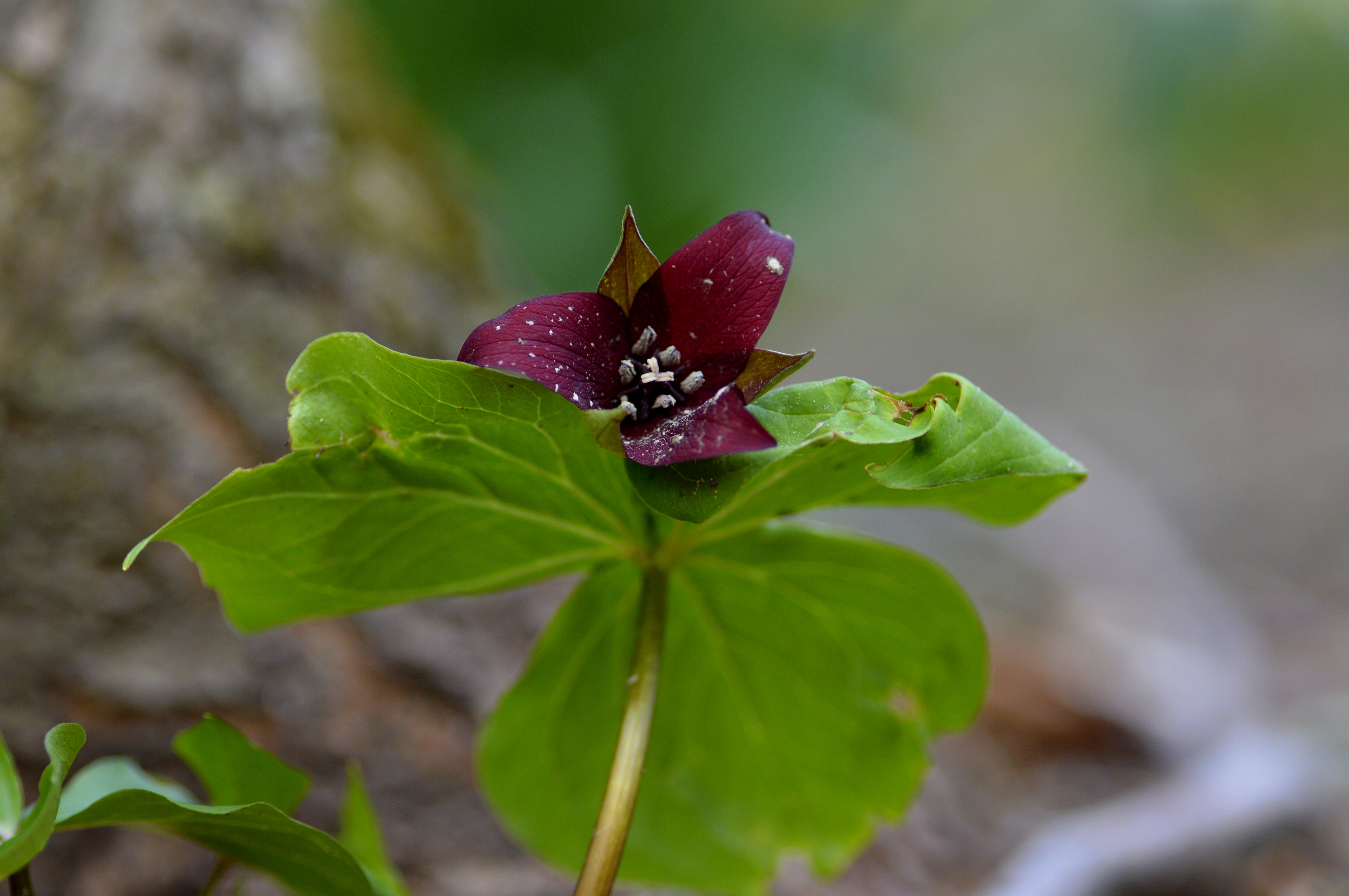 Environmental consulting and GIS analysis