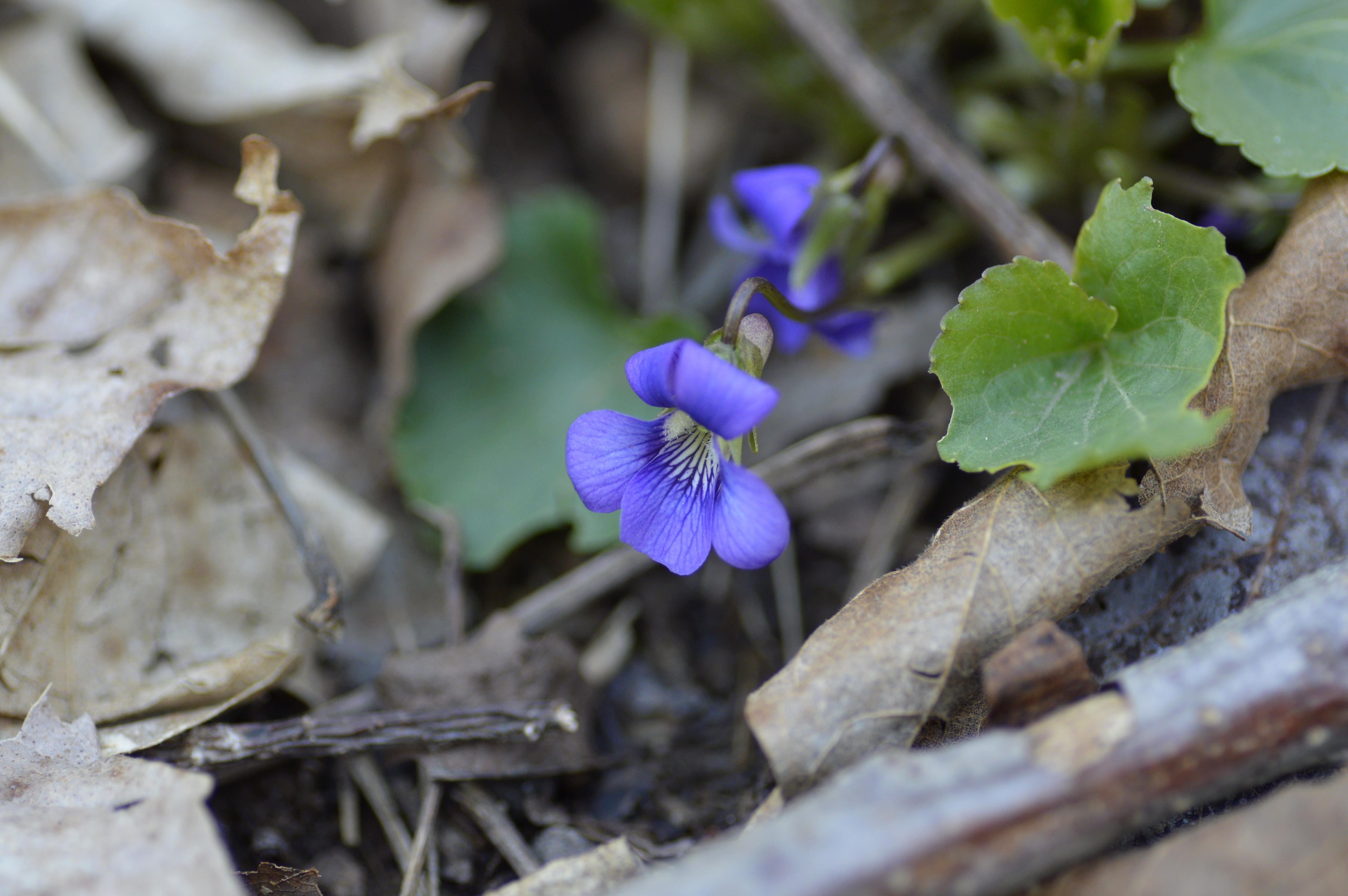 Sustainable lawn care and low-impact landscape stewardship