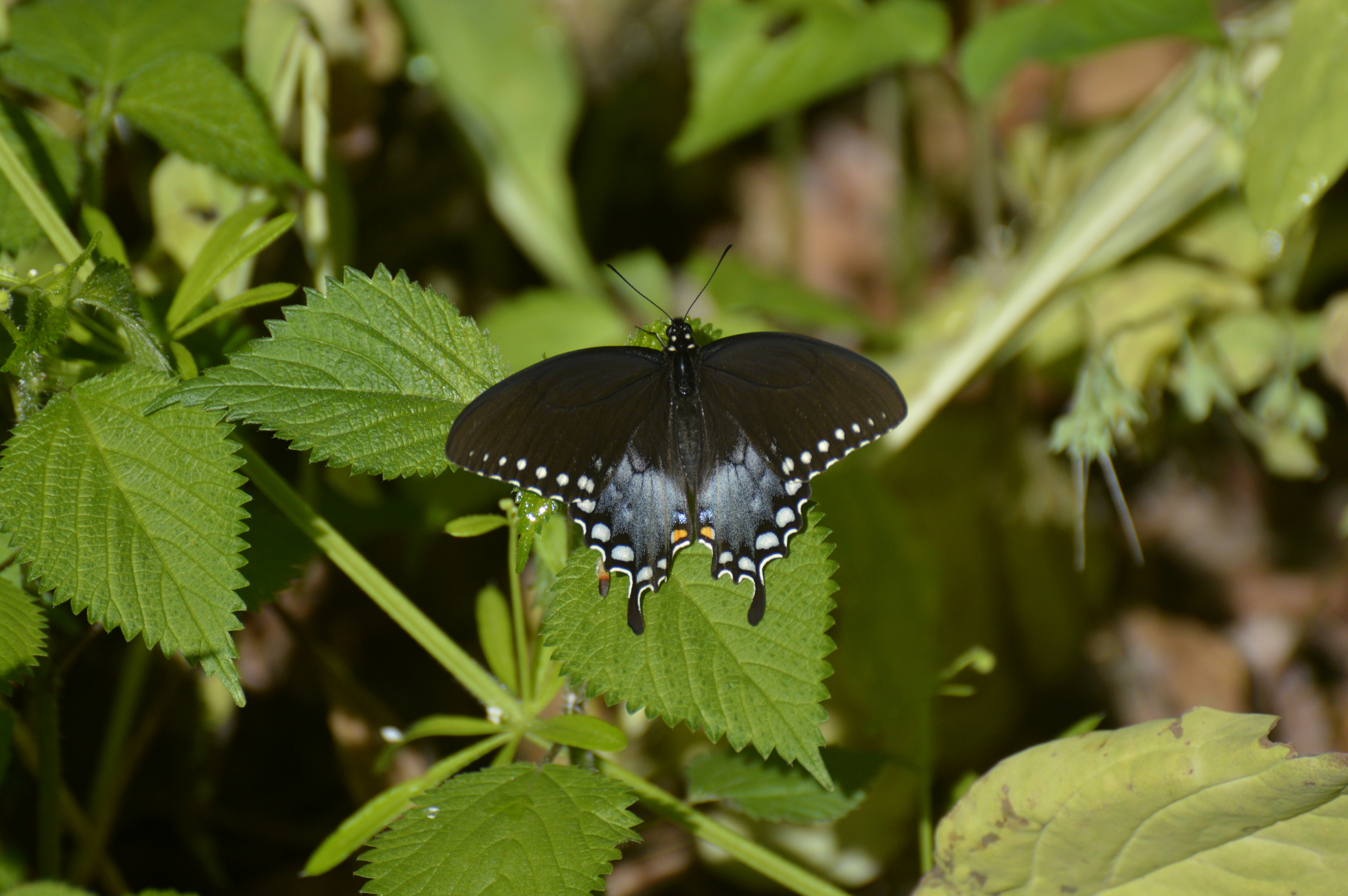 Ecological landscaping with native plants