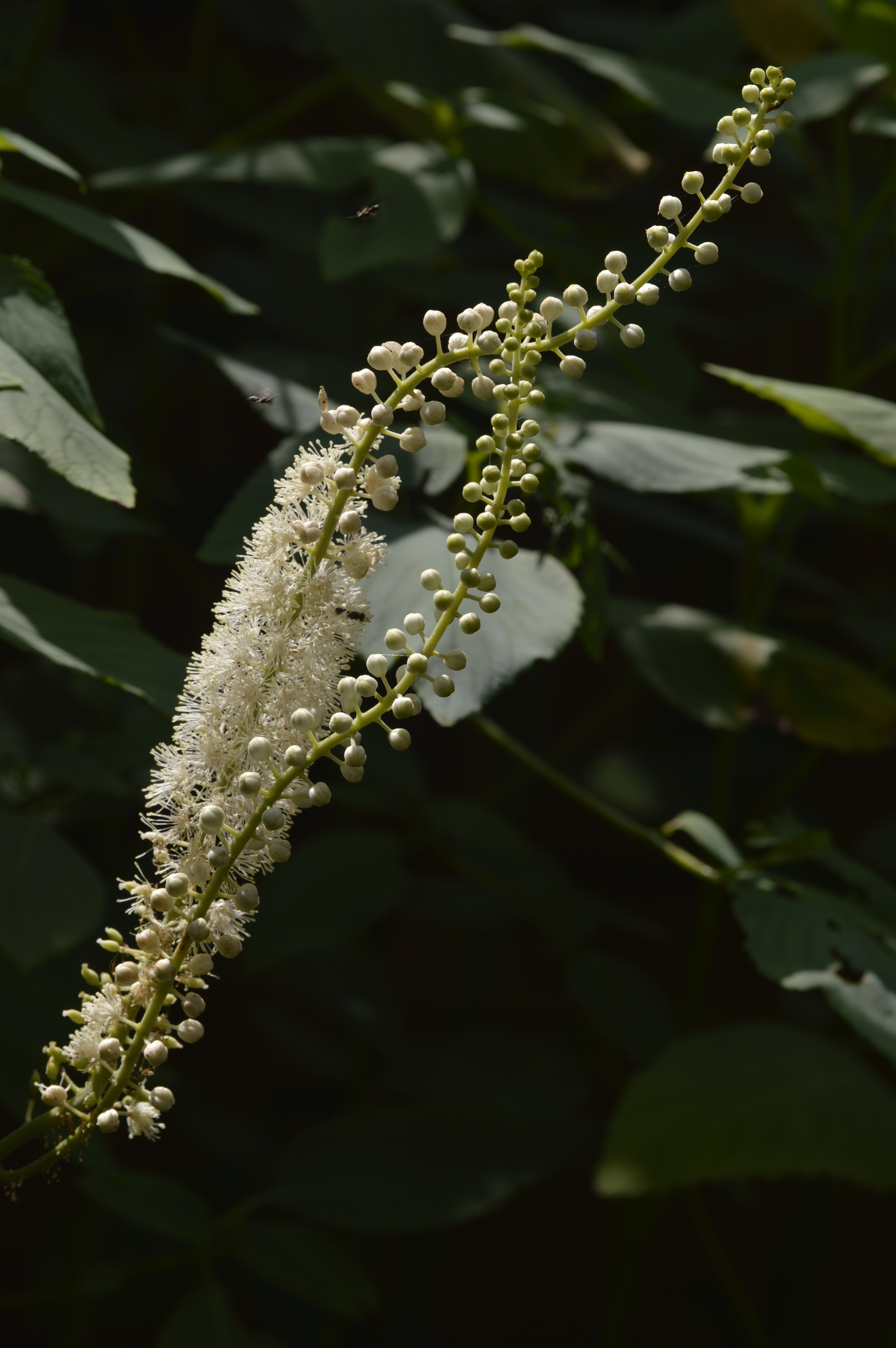 Ecological landscaping with native plants