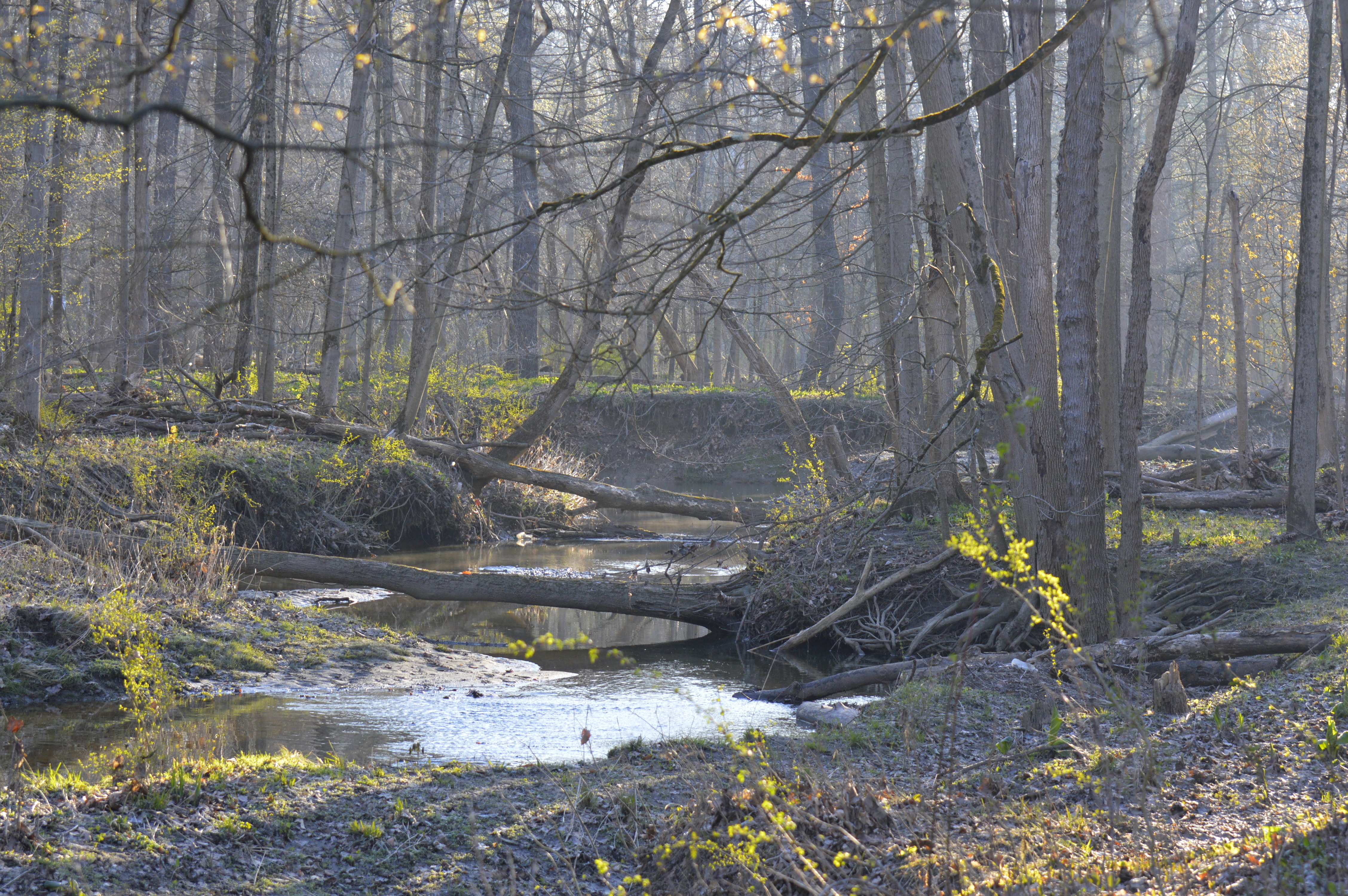 Ecological Restoration and environemtnal consulting