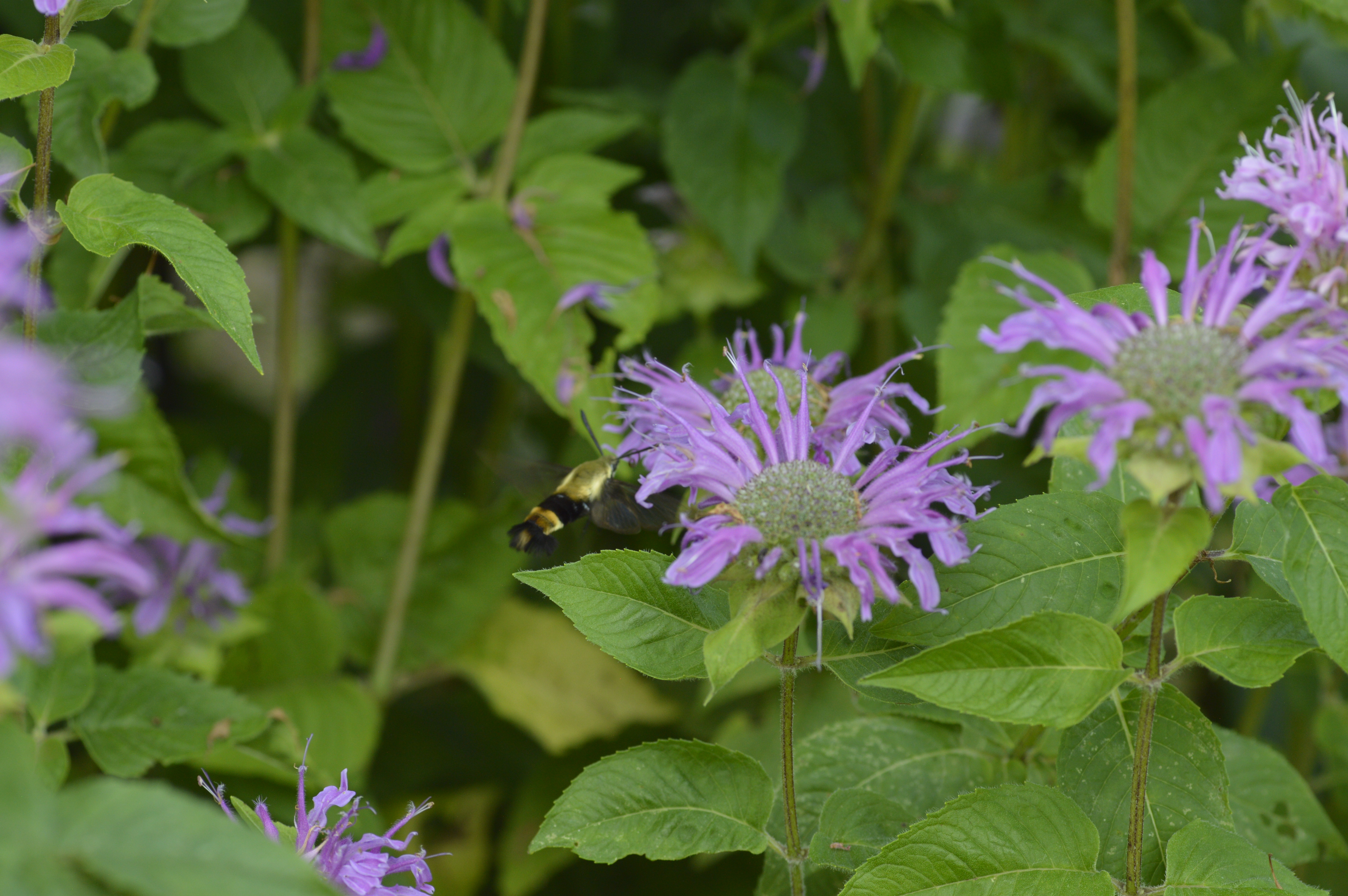 Native sustainable landscaping